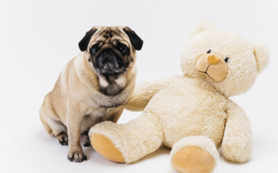 ¿Qué tipo de mascotas pueden convertirse en peluche?